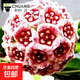 當年開(kāi)花球蘭四季吊蘭爬藤攀援植物心葉心型球蘭帶花大苗 午夜皇后 4-5顆當年開(kāi)花 盆+掛鉤