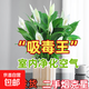 【熱銷(xiāo)款】白掌一帆風(fēng)順盆栽水培植物室內花綠植紅掌發(fā)財樹(shù)吸甲醛 特級白掌帶花+杏色提拉米蘇盆