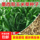 墨西哥玉米草多年生牧草種子四季種植耐寒寬葉豬牛羊雞鴨鵝魚(yú)草籽 進(jìn)口玉米草種子3斤裝