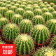 金虎仙人球金琥仙人掌球室內(nèi)好養(yǎng)活超大號金冠多肉植物防輻射盆栽 金琥仙人球【直徑22-24cm】