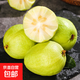 廣西紅心白心芭樂番石榴新鮮水果當(dāng)季孕婦香甜軟巴樂果 白心芭樂 帶箱2斤 單果100g+