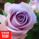 基地直發(fā)8年玫瑰老根老樁四季開(kāi)花月季花苗室內陽(yáng)臺盆栽大花濃香 海洋之歌包對版四季開(kāi)花【一顆 云南8年老樁 不含盆