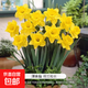 進(jìn)口重瓣洋水仙種球四季開(kāi)花室內盆栽花卉冬季耐寒水培土培花種子 荷蘭船長(cháng)3球裝+肥