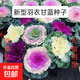 混色羽衣甘藍(lán)種子 四季都可種植 耐寒耐熱 陽(yáng)臺(tái)花卉種子 包裝隨機(jī) 混色羽衣甘藍(lán)種子 一包約200粒