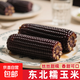 【東東農場(chǎng)專(zhuān)供】新鮮甜糯玉米黃白黑糯玉米真空玉米軟糯代餐早餐 黑糯玉米180g-220g 5根裝