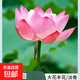 觀(guān)賞荷花蓮藕苗種藕根缸栽盆栽水養睡蓮水培植物四季開(kāi)花卉好養活 21號粉觀(guān)音