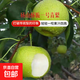 當季新品 酥脆一號青蜜梨 啟程 帶箱3斤（香甜化渣）