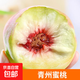 青州蜜桃 山東新鮮脆甜毛桃子冬桃孕婦水果整箱 青州蜜桃4.5-5斤單果60g+