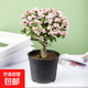 【水培金枝玉葉】高顏值盆栽室內(nèi)綠植花卉好養(yǎng)的陽臺(tái)美觀星花怒放 金枝玉葉原盆苗