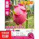 火龍果樹(shù)苗盆栽四季結果南北方種植爬藤燕窩紅心火龍果苗當年結果 【金都1號】1棵裝-30厘米高（出根紅肉 量大高產(chǎn) 30cm(含)-40cm(不含)