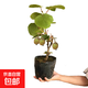 獼猴桃樹(shù)苗庭院陽(yáng)臺盆地栽嫁接軟棗紅心徐香獼猴桃果樹(shù)苗木 獼猴桃3年苗【優(yōu)質(zhì)苗】