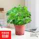 含羞草盆栽室內(nèi)客廳辦公桌面上趣味可愛小綠植害羞草四季好養(yǎng)花卉 【特級】含羞草【原土盆】