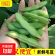 現(xiàn)摘青毛豆新鮮帶殼毛豆新農(nóng)家鮮青豆農(nóng)村鮮嫩毛豆角青毛豆 現(xiàn)摘新鮮帶殼毛豆  凈重1斤
