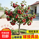 山楂樹(shù)苗大五棱甜紅子山楂苗南方北方種植盆栽地栽山楂嫁接果苗 12年精選壯苗結(jié)果多多（品種留言） 80cm(含)-89cm(含)
