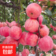 煙臺紅富士2001脆甜蘋(píng)果樹(shù)苗嫁接蘋(píng)果苗南方北方種植當年結果 特大條紋日本紅富士【5年苗當年結果】 81cm(含)-110cm(含)