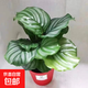 青蘋果竹芋盆栽室內(nèi)吸甲醛凈化空氣辦公桌面觀葉植物四季常青好養(yǎng) 蘋果竹芋25厘米【原土】