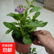 邇英閣人參果苗盆栽可食用水果樹(shù)苗室內陽(yáng)臺庭院四季結果人生果種 帶花不帶果一盆【120口徑盆】即將結果 15cm(含)-30cm(不含)