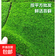 魚(yú)缸造景鮮活苔蘚 微景觀(guān)青苔景觀(guān)植物鋪面蘚搭配庭院桌面 短絨苔蘚17*13一片