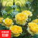 月季花苗四季開花大花濃香型灌木月季苗庭院陽臺(tái)盆栽地栽玫瑰花苗 詩人的妻子【大花濃香，多季節(jié)開花】 扦插小苗15-25cm高 1棵