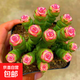 多肉植物錢串紅心彩色錢串錦肉肉新手易養(yǎng)易爆盆陽(yáng)臺(tái)綠植花卉盆栽 彩色錢串8-14頭【原盆】