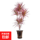 千年木七彩鐵盆栽三色龍血樹(shù)盆栽辦公室內客廳大型綠植花卉植物 多頭七彩鐵80-90cm高