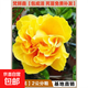 木槿花盆栽重瓣大花花苗耐寒耐熱花卉苗木可食用木槿樹(shù)苗 【黃木槿】2公分粗（基地現挖 ） 不含盆