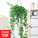 常春藤盆栽室內外垂吊植物好養水培綠植清新空氣四季常青長(cháng)青 精選200#常春藤【藤長(cháng)30-50cm】+掛鉤