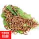 面包蟲黃粉蟲寵物鳥類魚類活飼料零食面包蟲批發(fā)活的面包蟲 2000條