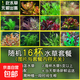 【京東物流】水草套餐 好養(yǎng)耐活真水草植物綠菊大葉綠九冠魚缸 隨機(jī)十六杯套餐（吸底杯）