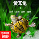 深水龜黃耳龜吃糞龜魚(yú)缸混養活體龜水族觀(guān)賞寵物小烏龜活物 貴族1只 3-4cm