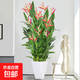 富貴鳥(niǎo)帶花盆栽鶴望蘭客廳室內吸甲醛大型綠植辦公室四季花卉植物 富貴鳥(niǎo)1-1.2米（菱形樹(shù)脂盆）