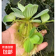 水芙蓉苗水培浮萍植物魚(yú)塘庭院造景綠植魚(yú)缸水池養(yǎng)魚(yú)凈化水質(zhì)水草 5朵水芙蓉（送2朵實(shí)發(fā)7朵）