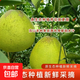 云南當季新鮮柚子清甜多汁蜜柚青皮恭喜水果 中果1個(gè)裝（1.5斤+）花皮果