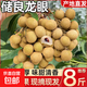 廣東正宗儲(chǔ)良龍眼老樹果現(xiàn)摘當(dāng)季生鮮水果桂圓源頭產(chǎn)地直發(fā)包郵 儲(chǔ)良龍眼【凈重8斤】