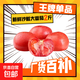 新鮮沙瓤大番茄生吃西紅柿減肥早餐即食新鮮蔬菜生鮮單果＞100g 暢銷裝 2斤 帶箱