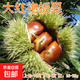 板栗苗樹(shù)嫁接地栽南方北方種植大紅袍當年結果特大板栗樹(shù)果樹(shù)果苗 大紅袍5年苗當年結果（買(mǎi)1送1） 81cm(含)-110cm(含)