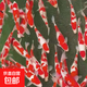 純種紅白三色觀(guān)賞錦鯉活魚(yú)大型高檔冷水淡水金魚(yú)易養耐活招財魚(yú)苗 紅白錦鯉26-29CM 【共5條】