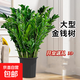 金錢(qián)樹(shù)客廳綠植大型綠植發(fā)財樹(shù)辦公室內吸甲醛好養植物喬遷送禮 金錢(qián)樹(shù)40-50厘米+原盆