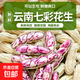 云南七彩花生新鮮帶殼濕花生水果花生可生吃涼拌牛奶花生京東蔬菜 帶箱5斤