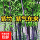 青竹金鑲玉黃金竹紫竹竹子苗陽(yáng)臺庭院綠植圍欄耐寒竹四季觀(guān)賞竹子 紫竹100?！痉N子】