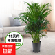 散尾葵綠植鳳尾竹盆栽袖珍椰子室內大型綠植四季常青富貴椰子植物 [富貴椰子1米-1.2米（基地原盆）+肥料