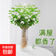 水培茉莉花植物盆栽辦公室內桌面懶人鮮花綠植九里香水養花卉 水培茉莉1盆5-7株（不含瓶）