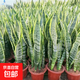 中大型金邊虎皮蘭多肉植物花卉新房辦公室虎尾蘭綠植盆栽6-8棵 虎皮蘭60-80cm高6-8棵