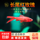 紅綠燈魚(yú)小型熱帶燈科魚(yú)活體草缸群游魚(yú)觀賞魚(yú)寶蓮燈斑馬魚(yú)孔雀魚(yú) 1.5cm長(zhǎng)尾櫻桃燈5條送1條備損