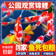 招財風(fēng)水魚(yú)精品錦鯉魚(yú)觀(guān)賞魚(yú) 活體大型好養耐活紅白三色寵物魚(yú) 精品錦鯉8條隨機品種顏色 6-10厘米