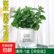 薄荷盆栽水培薄荷葉子新鮮可食用迷迭香驅(qū)蚊植物室內(nèi)綠植花卉 中盆薄荷（早安盆）