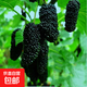 桑樹苗果桑樹苗大果桑葚樹苗無(wú)籽十大庭院陽(yáng)臺(tái)盆栽地栽果樹苗木 桑樹3年苗【優(yōu)質(zhì)苗】