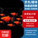 米奇魚(yú)月光魚(yú)胎生魚(yú)魚(yú)苗觀(guān)賞魚(yú)新手推薦小型淡水熱帶魚(yú)活體冷水魚(yú) 米奇魚(yú)10條含2條備損