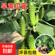 蔬菜秧苗辣椒苗朝天椒小米辣苗黃瓜西瓜秧苗陽(yáng)臺庭院盆栽春季種植 現挖 / 旱黃瓜苗（6棵）