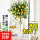 香水檸檬樹(shù)苗盆栽可結果樹(shù)苗大型綠植室內客廳四季好養植物 檸檬樹(shù)1-1.2米+白螺紋盆